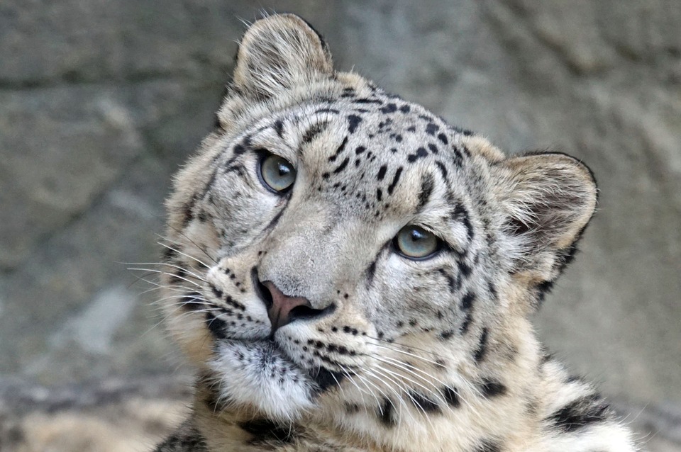snow leopard 1990543 960 720